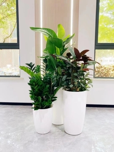 解析海曙盆景出租价格，省钱秘籍在此